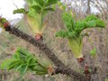 Dzika róża (rosa rugosa) wczesną wiosną nie zachwyca i odstrasza kolcami
 gęsto rozmieszczonymi na jej łodydze. &nbsp;Fot. AnRo0002, źródło: 
http://commons.wikimedia.org/wiki/File:20140227Rose_Reilingen6.jpg, 
dostęp 25.03.14